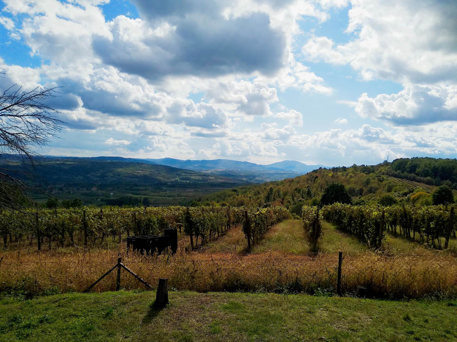 Serbian Countryside Wine Tour